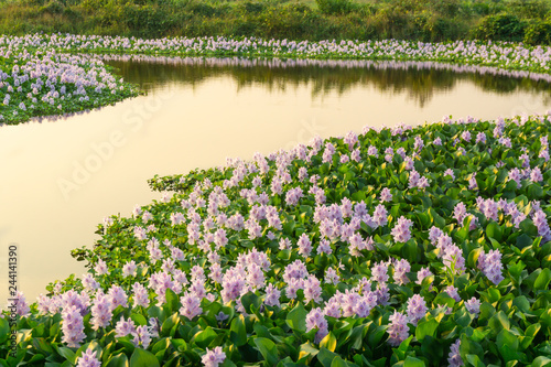 The water hyacinth in lake