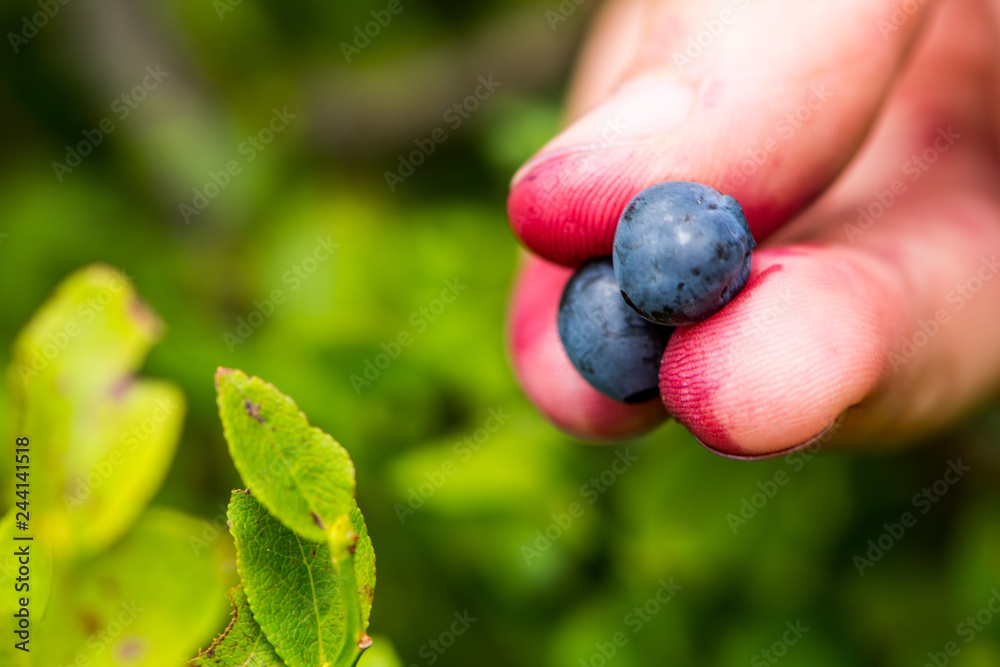 Someone taking the ripe bluebarries from the branch on the meadow Someone taking the ripe bluebarries from the branch on the meadow