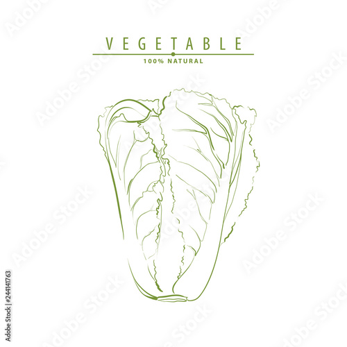 Illustration of chinese cabbage