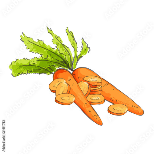Fresh carrots illustration