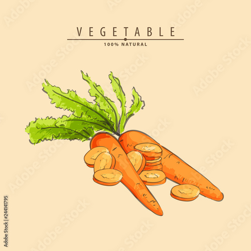Fresh carrots illustration