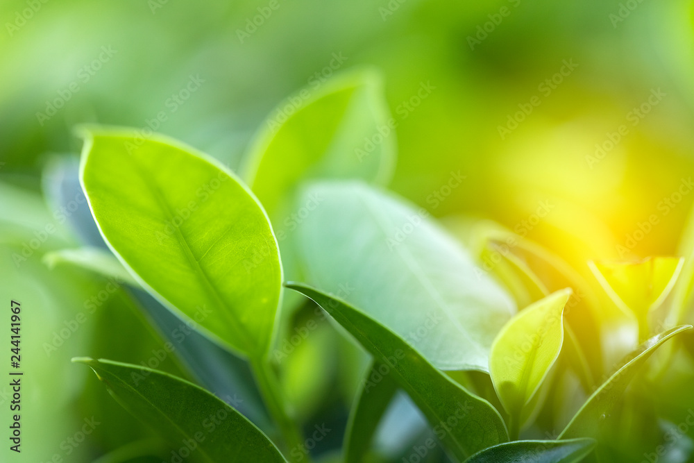 Closeup of nature leaves green blur. In the spring Under the morning light. Use as background and wallpapers.