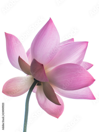 Fototapeta Naklejka Na Ścianę i Meble -  Pink water lily