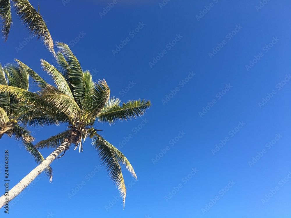 夏、ヤシの木、summer, coconut tree 夏、ヤシの木、summer, coconut tree