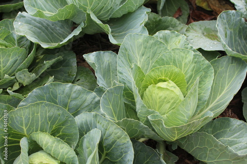 Cabbage, Close up of fresh cabbage in the vegetable garden. 