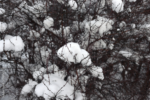 Branches covered with snow.