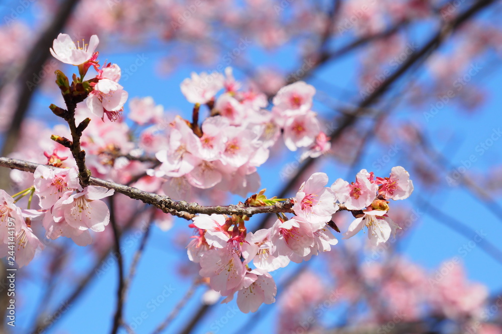 安行寒桜