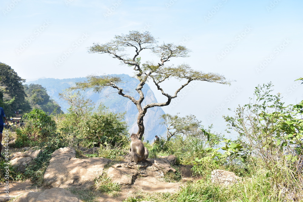 beutiful trees in forest greenary beutiful trees in forest greenary