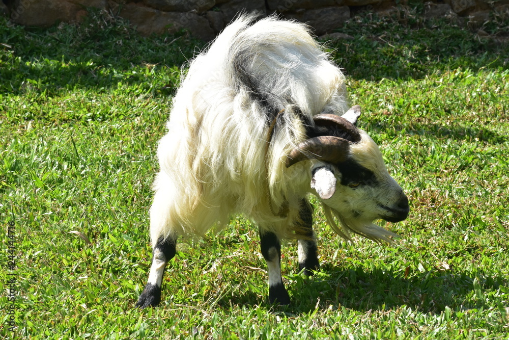 Obraz premium fancy goat