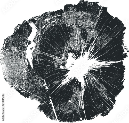 Tree Ring
