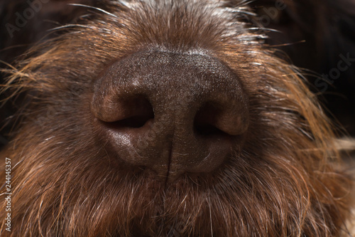Quadro su tela the big brown dog nose