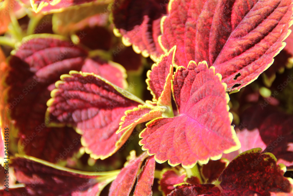 Red Coleus plant with yellow edges closeup on a flower bed, view from above use for herb Red Coleus plant with yellow edges closeup on a flower bed, view from above use for herb