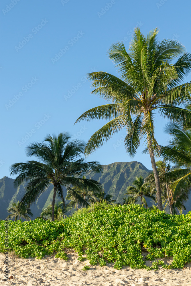 Beautiful view of plants, palm trees and a mountain range on Waimanalo Beach, East Oahu, Hawaii, USA. Waimanalo's long beaches are just half an hour away from Honolulu, famous tourist destination.