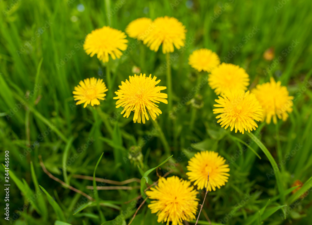 Yellow dandelion flowers in the park Yellow dandelion flowers in the park