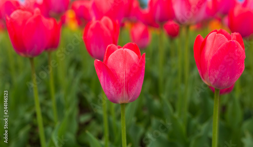 Pink tulips in the park as background