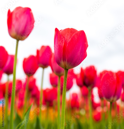 Pink tulips in the park as background