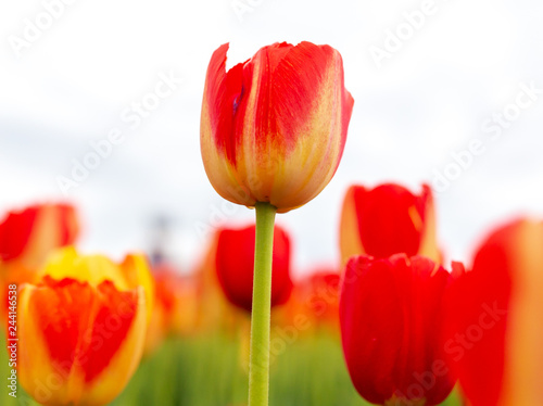 Red tulips in the park as background