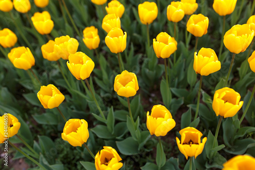 Yellow tulips in the park as background