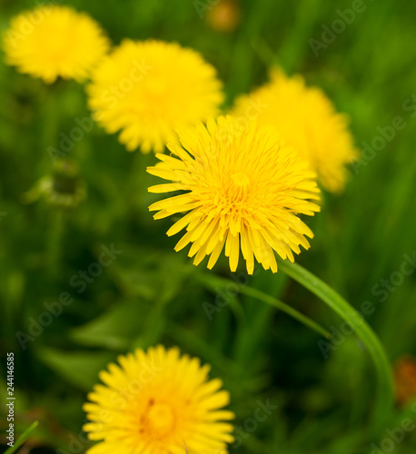 Yellow dandelion flowers in the park © schankz