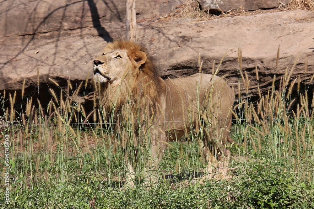 Lion, be animal that like to eat the meat, see it in KHON KAEN zoo at KHON KAEN province THAILAND. Lion, be animal that like to eat the meat, see it in KHON KAEN zoo at KHON KAEN province THAILAND.