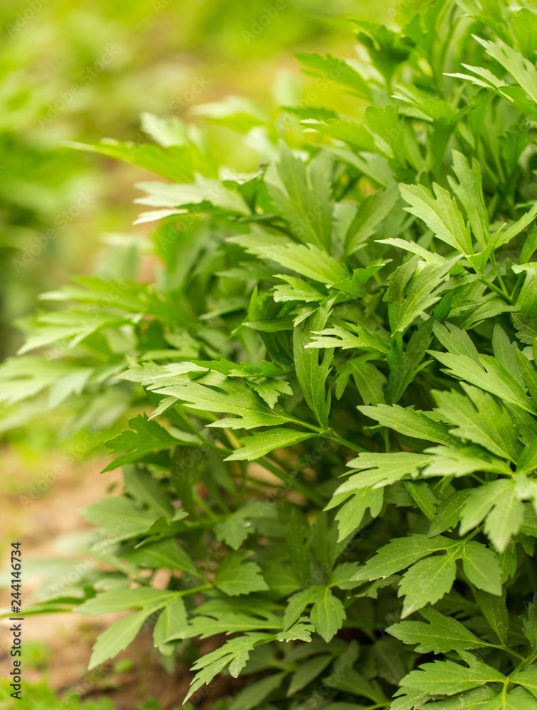 Green carrot leaves in a vegetable garden as background Green carrot leaves in a vegetable garden as background