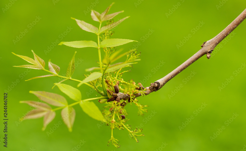 Young green leaves on a tree in spring Young green leaves on a tree in spring