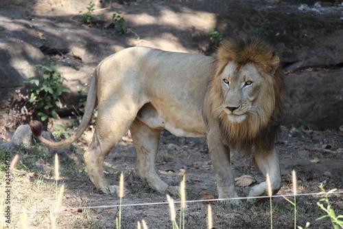 Lion,  be animal that like to eat the meat,  see it in KHON KAEN zoo at KHON KAEN province THAILAND.  