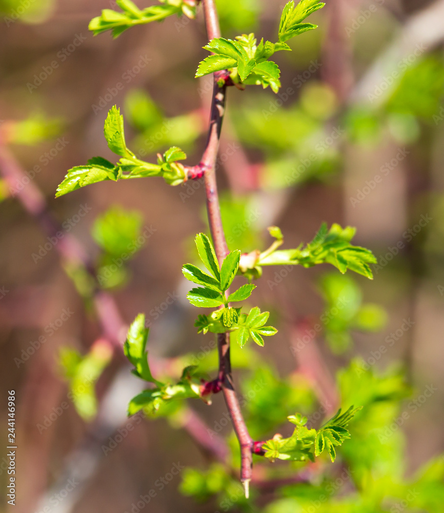 Young green leaves on a tree in spring Young green leaves on a tree in spring