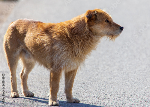 Portrait of a stray dog in the city © schankz