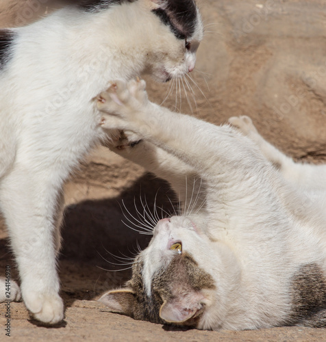 Two cats fighting in nature