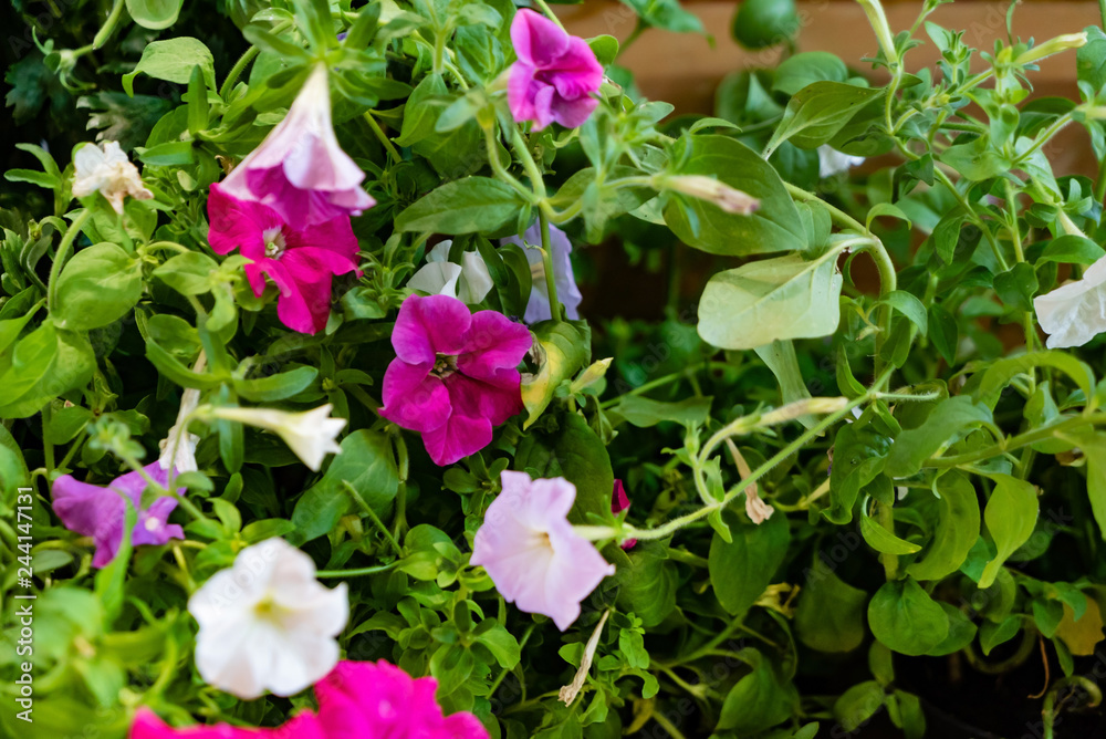 colorful petunia flowers on green leaves background colorful petunia flowers on green leaves background
