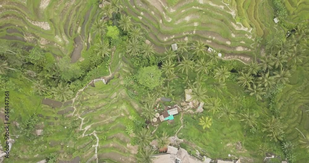 Rice terraces, Bali, Indonesia, Land rice terraces 4K Rice terraces, Bali, Indonesia, Land rice terraces 4K