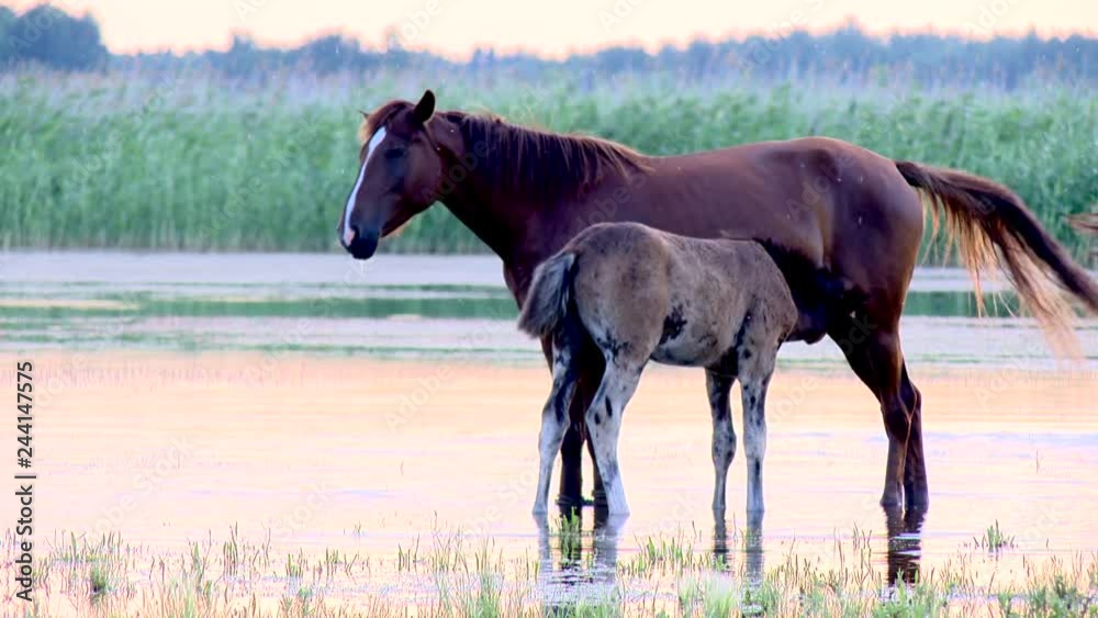herd of horses walks in the evening expanse of sunlight herd of horses walks in the evening expanse of sunlight