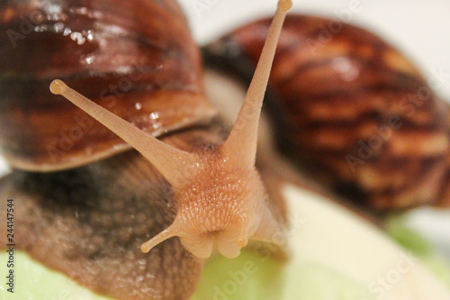 Achatina snai photo