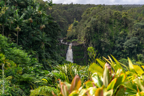 Beautiful vegetation around Akaka Waterfall, part of Akaka Falls State Park, near Hilo, the capital of the Big Island of Hawaii, USA. Akaka Waterfall is a famous tourist destination. photo