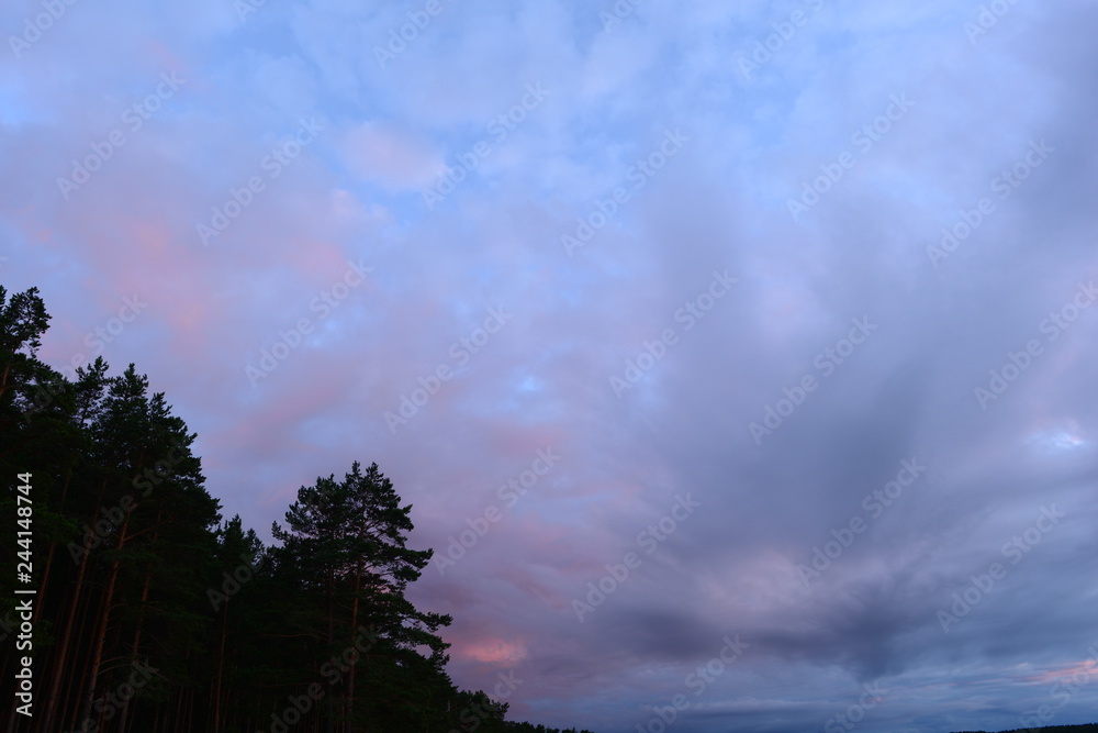 Twilight sky before a thunderstorm over a pine forest Twilight sky before a thunderstorm over a pine forest