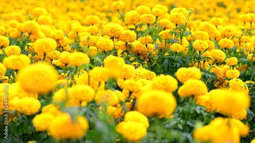 Beautiful marigold flower field with full blooming marigold 
