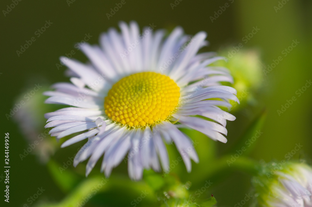 Obraz premium Gänzeblümchen macro