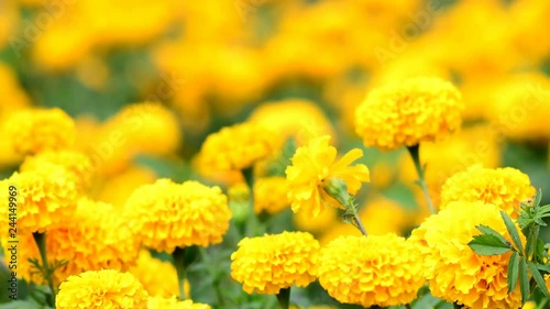 Beautiful marigold flower field with full blooming marigold 
