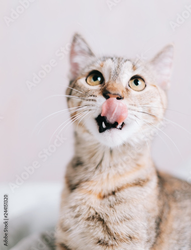 Funny cat staring at something and licking with tongue