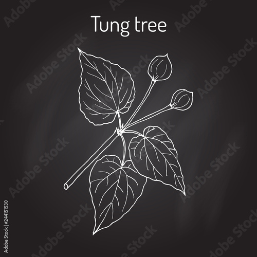 Tung tree Vachellia nilotica , medicinal plant