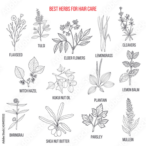 Best medicinal herbs for hair care