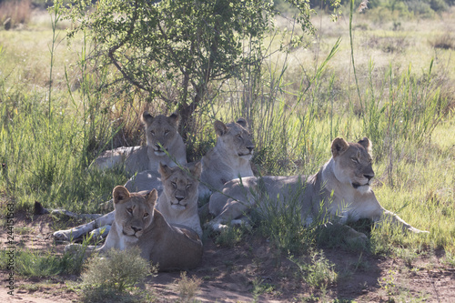 Lion Africa  photo