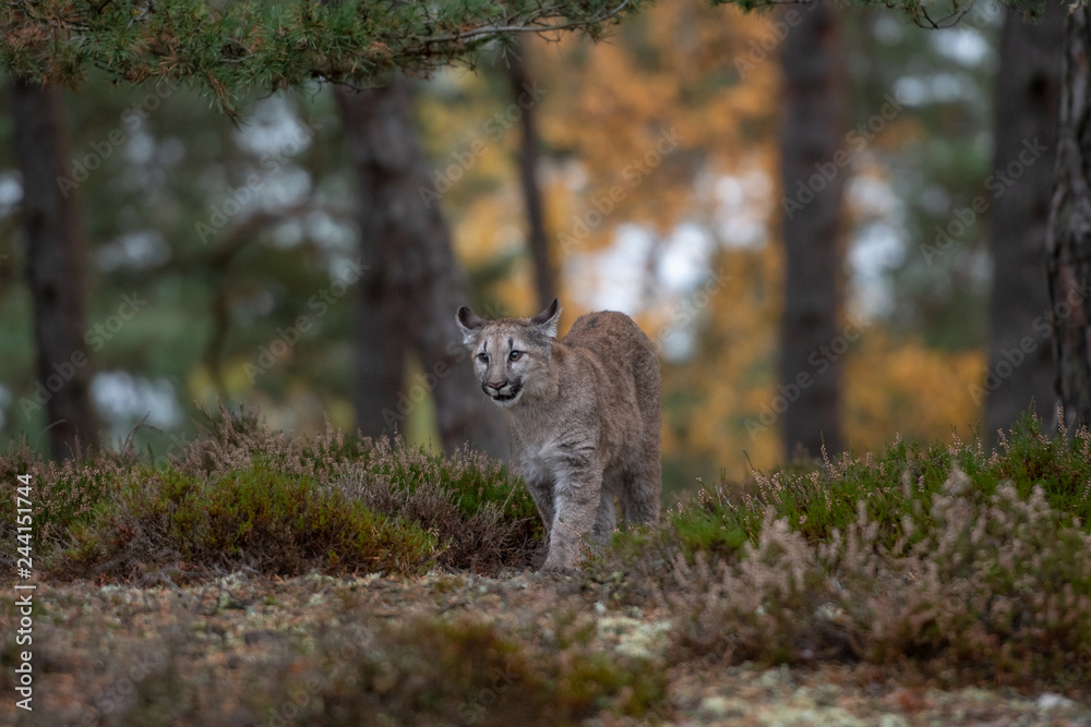 Cougar (Puma concolor), also commonly known as the mountain lion, puma, panther, or catamount. is the greatest of any large wild terrestrial mammal in the western hemisphere. Cougar (Puma concolor), also commonly known as the mountain lion, puma, panther, or catamount. is the greatest of any large wild terrestrial mammal in the western hemisphere.