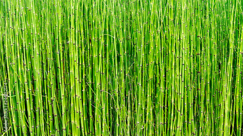 Marsh small plants of Horsetail as texture and background