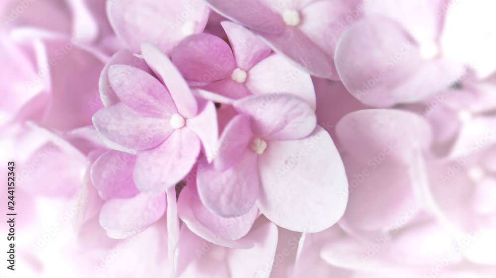 Pink Hydrangea flowers taken from botanic garden in soft focus