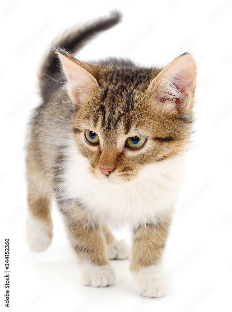 Fototapeta premium Small brown kitten.