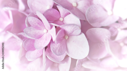 Pink Hydrangea flowers taken from botanic garden in soft focus