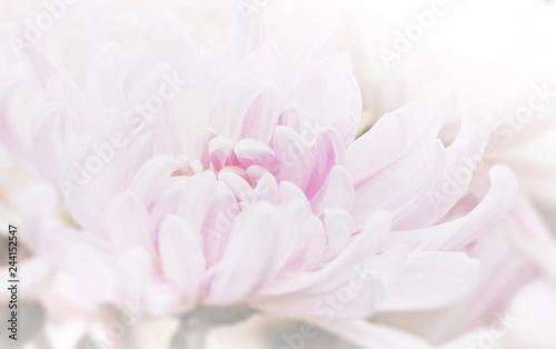 Beautiful pink chrysanthemum petals close up in soft focus