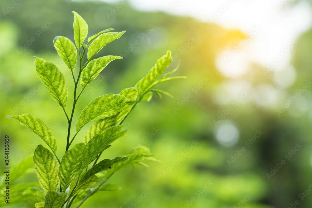 Closeup of nature leaves green blur. In the spring Under the morning light. Use as background and wallpapers. Closeup of nature leaves green blur. In the spring Under the morning light. Use as background and wallpapers.